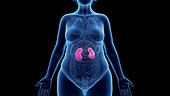 Obese woman's kidneys, illustration