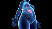 Obese woman's stomach, illustration