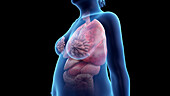 Obese woman's organs, illustration