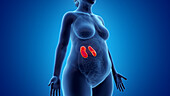 Obese woman's kidneys, illustration
