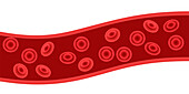 Erythrocytes, illustration