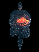 Human stomach, illustration