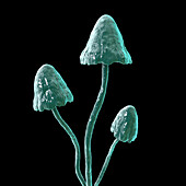 Magic mushrooms, illustration