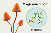Magic mushrooms and psilocybin molecule, illustration