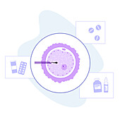 In vitro fertilisation, conceptual illustration