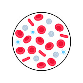 Blood cells, illustration