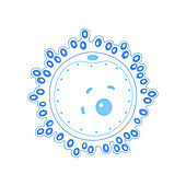 Human egg cell, illustration