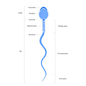 Human sperm cell, illustration