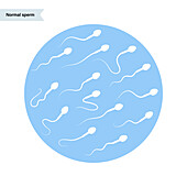 Human sperm cells, illustration