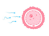 Fertilisation, illustration