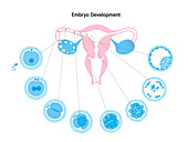Embryo development, illustration