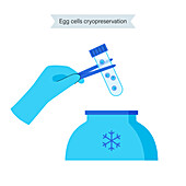 Egg cell cryopreservation, illustration