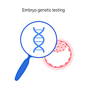 Embryo genetic testing, illustration