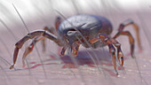 Tick on human skin, illustration