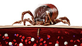 Tick feeding on blood, illustration