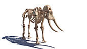 Elephant skeleton, illustration