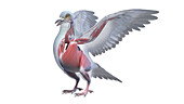 Pigeon muscle anatomy, illustration