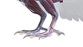 Pigeon feet anatomy, illustration