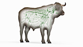 Cattle lymphatic system, illustration