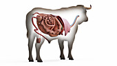 Cattle organs, illustration