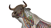 Cattle anatomy, illustration