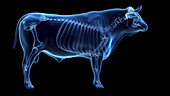 Cattle skeleton, illustration