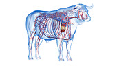 Cattle vascular system, illustration