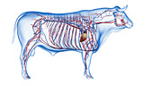 Cattle vascular system, illustration