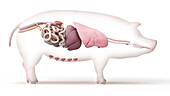 Pig anatomy, illustration