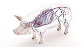 Pig vascular system, illustration