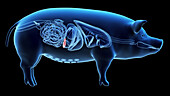 Pig spleen, illustration