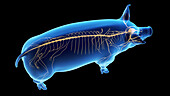 Pig nervous system, illustration