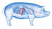 Pig stomach, illustration