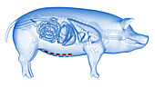 Pig mammary glands, illustration