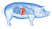 Pig liver, illustration