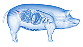 Pig bladder, illustration