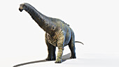 Apatosaurus, illustration