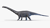 Argentinosaurus, illustration