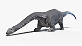 Argentinosaurus, illustration