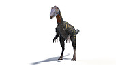 Coelophysis, illustration