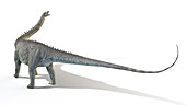 Diplodocus, illustration
