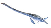 Elasmosaurus, illustration