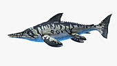 Ichthyosaurus, illustration
