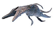 Kronosaurus, illustration