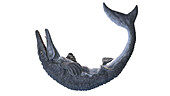 Mosasaurus, illustration