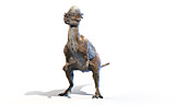 Pachycephalosaurus, illustration