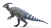 Parasaurolophus, illustration