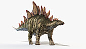 Stegosaurus, illustration