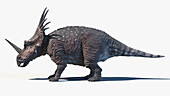 Styracosaurus, illustration