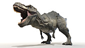 Tyrannosaurus rex, illustration